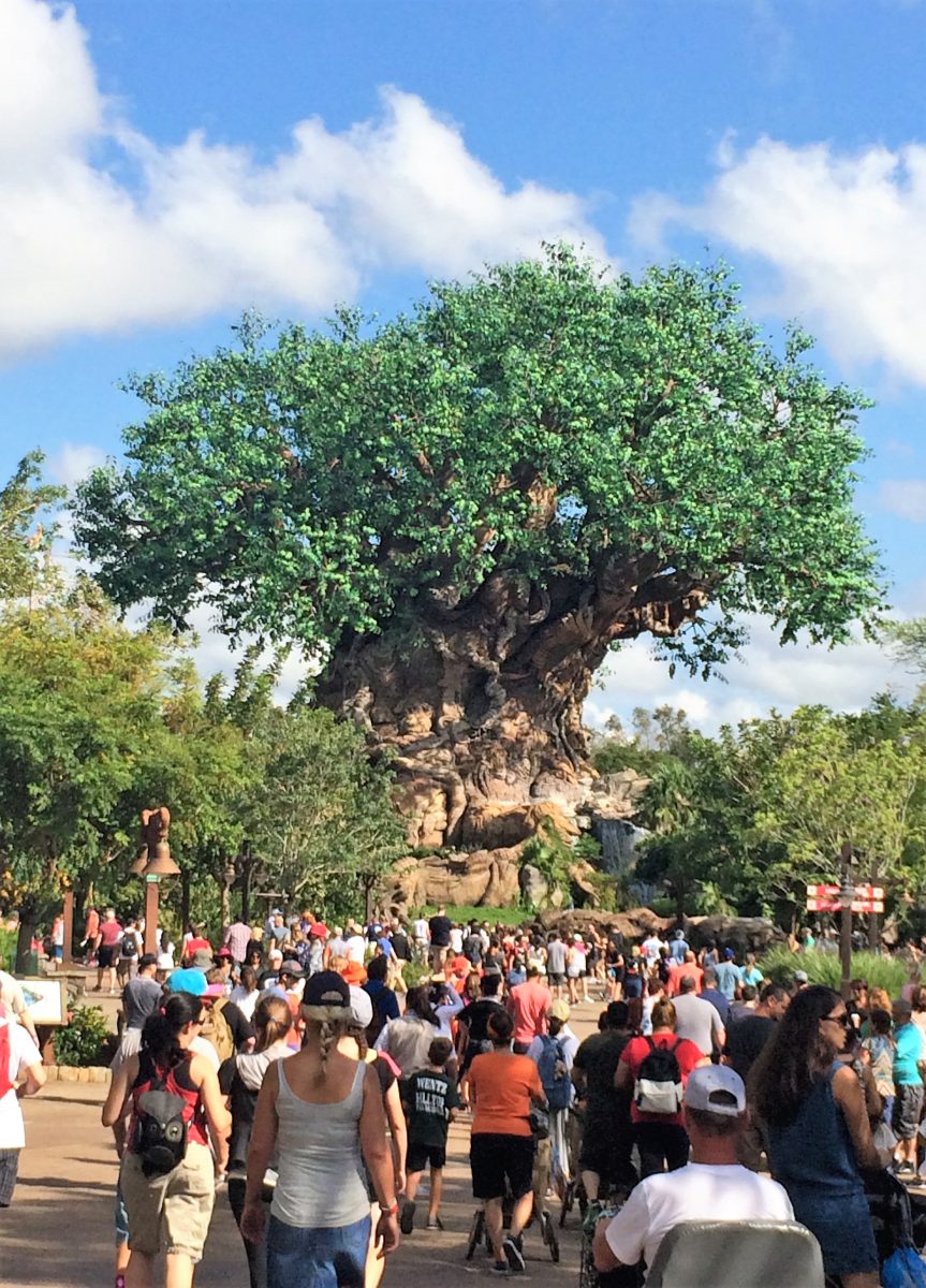 animal kingdom
