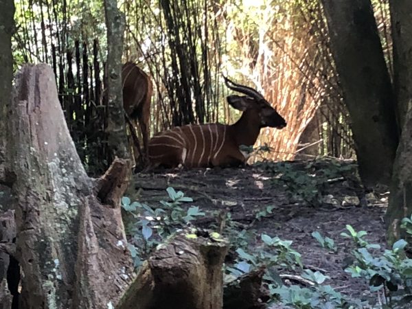 Okapi at Disney's Animal Kingdom