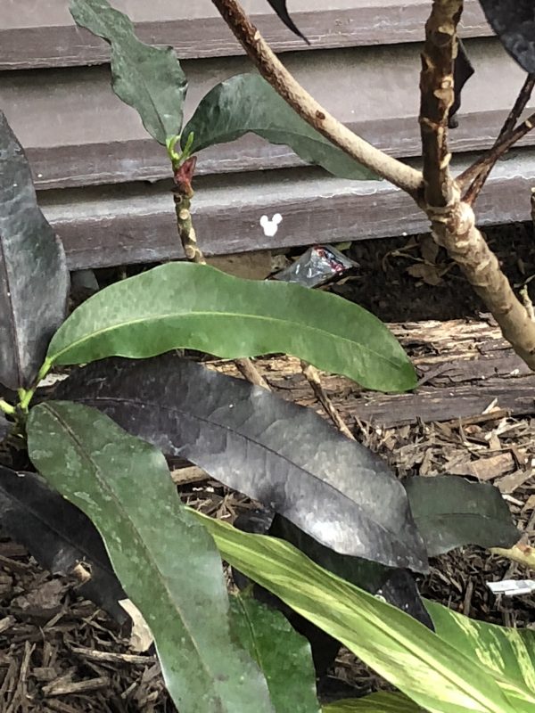We received a great gift of a Hidden Mickey Book, which helped us find this tiny Hidden MIckey, located at Disney's Polynesian Village Resort