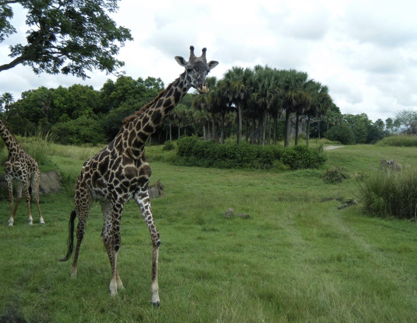 Giraffes freely roaming around in Disney's Animal Kingdom