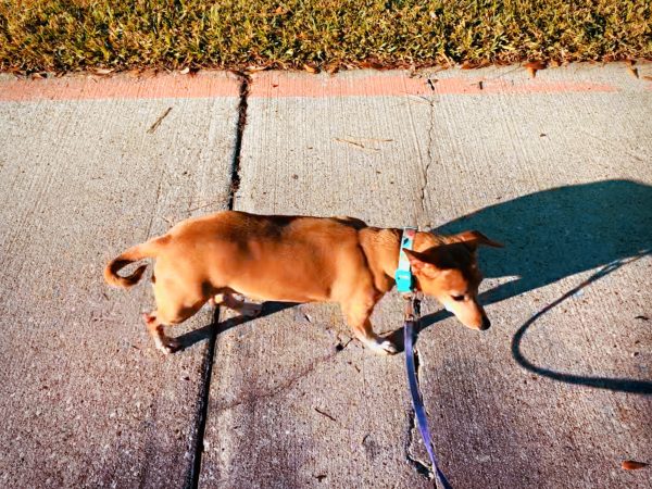 Dachshund walking outside