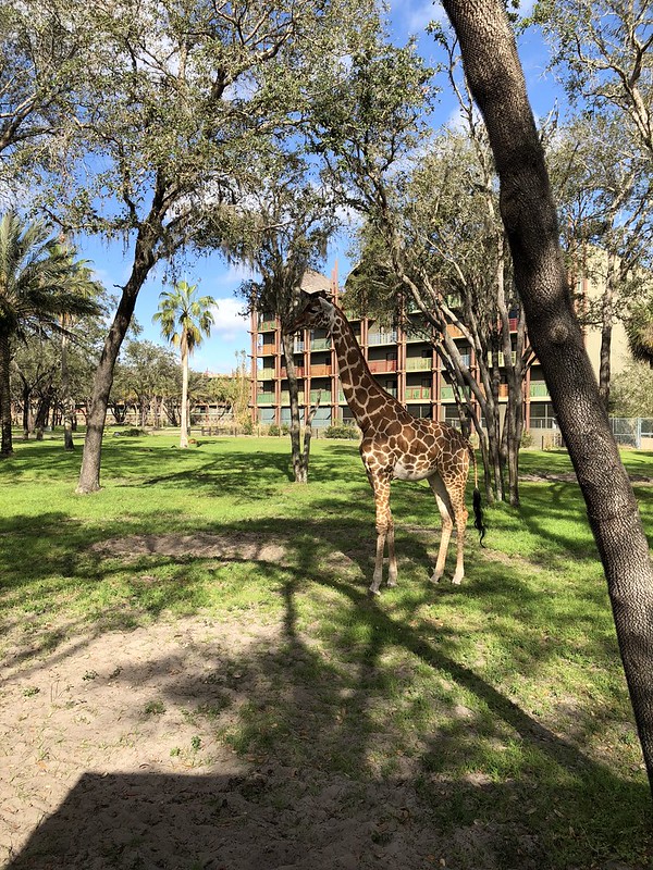 Giraffe at Animal Kingdom Lodge